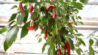 山東食品安全抽檢通報 30批次不合格，濟(jì)南人民大潤發(fā)等知名商超食用農(nóng)產(chǎn)品問題突出