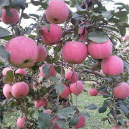 山東省日照市莒縣騰達(dá)農(nóng)產(chǎn)品公司 優(yōu)質(zhì)食用農(nóng)產(chǎn)品批發(fā)供應(yīng)商，價格優(yōu)勢盡顯