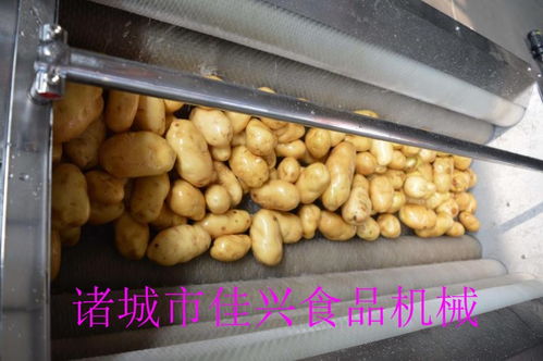 北票龍眼清洗線廠家批發(fā) 提升農(nóng)產(chǎn)品品質(zhì)，咨詢我們獲取專業(yè)解決方案